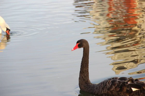 Cisne Negro Nada Uma Lagoa Parque — Fotografia de Stock