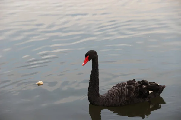 Ein Schwarzer Schwan Schwimmt Einem Teich Park — Stockfoto
