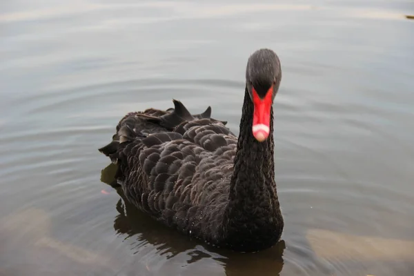 Ein Schwarzer Schwan Schwimmt Einem Teich Park — Stockfoto
