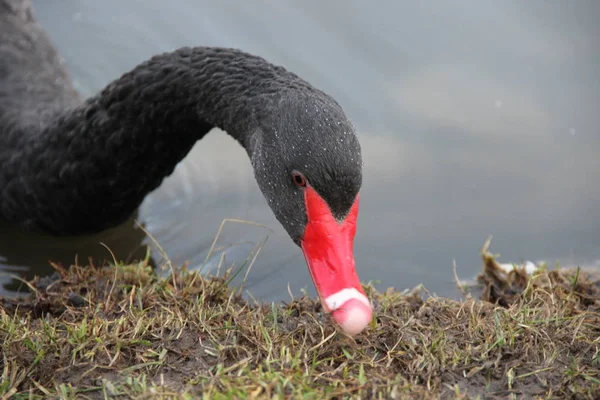 Kopf Mit Dem Hals Eines Schwarzen Schwans Der Einem See — Stockfoto