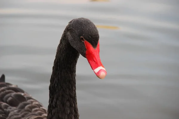 Cabeça Com Pescoço Cisne Preto Nadando Lago — Fotografia de Stock