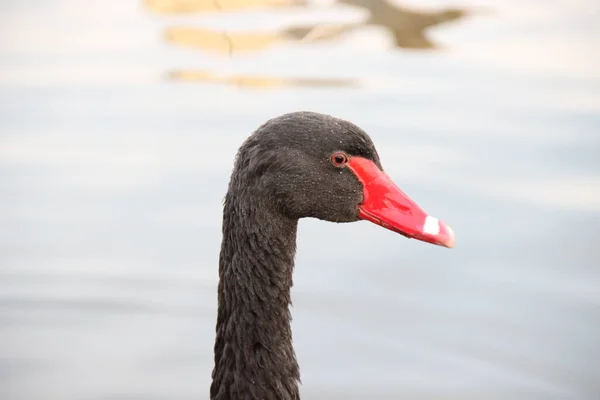 Cabeça Com Pescoço Cisne Preto Nadando Lago — Fotografia de Stock