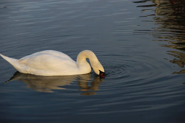 Weißer Schwan Schwimmt Teich — Stockfoto