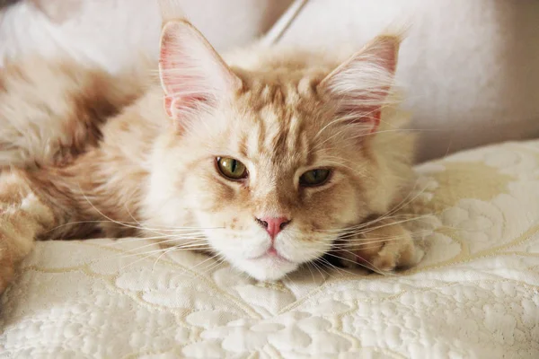 침대위에 고양이메인 너구리 — 스톡 사진