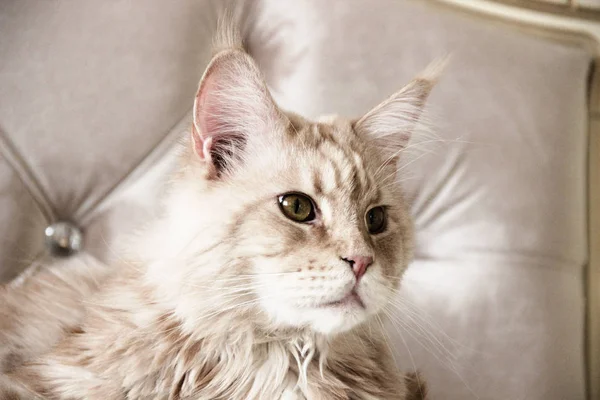 침대위에 고양이메인 너구리 — 스톡 사진