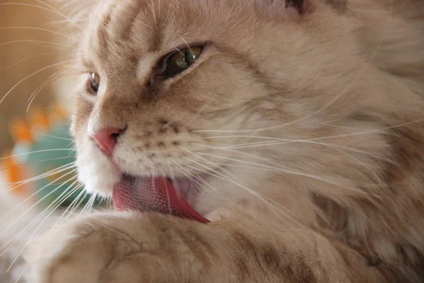 Branco Vermelho Gato Maine Coon Lava — Fotografia de Stock