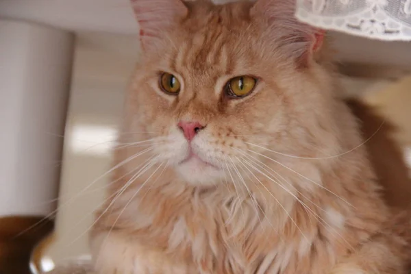 Blanco Rojo Crema Sobre Plata Gato Maine Coon Con Borlas — Foto de Stock