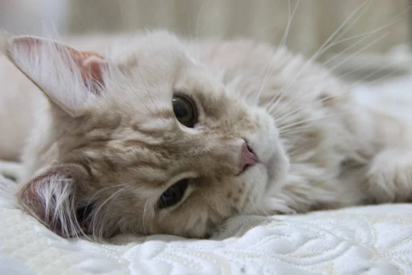 Blanco Rojo Crema Sobre Plata Gato Maine Coon Con Borlas — Foto de Stock