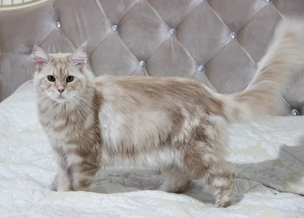 白红色 银白色的奶油 猫缅因州 耳朵上有流苏 躺在床上休息 — 图库照片