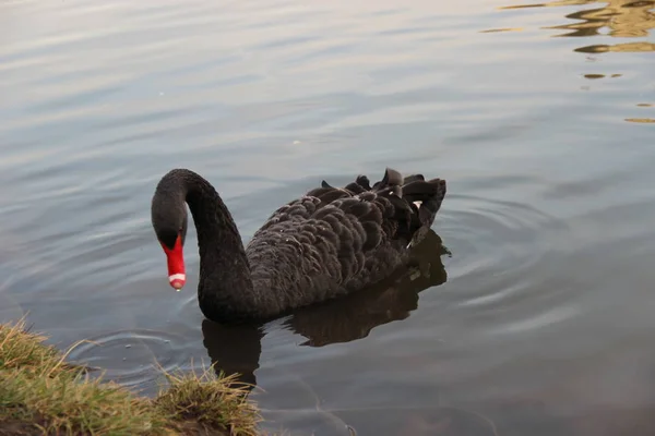 Black Swan Swims Pond Park Stock Image