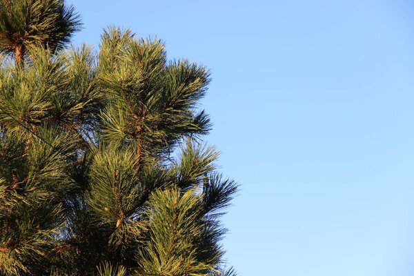 Background for Your text with the image of a coniferous tree, spruce on a clear sky. The button is located to the left of the center, on the right is your text