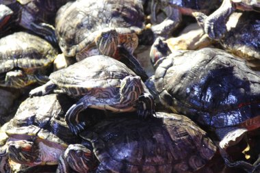 Küçük kaplumbağalar akvaryumdaki kayaların üzerinde güneşlenirler.
