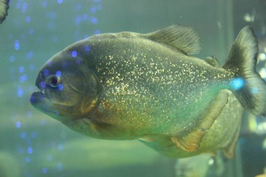 Natterer 'ın piranası - Akvaryumda Serrasalmus natterl