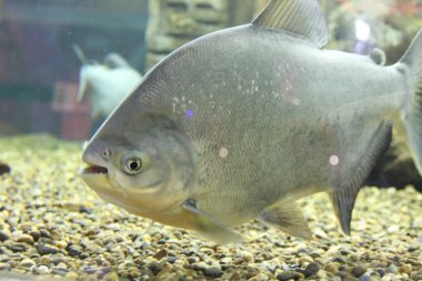 Kahverengi paku (Latin Colossoma makropomum) - Akvaryumda balık