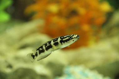 Julidochromis Maskesi (Latince Julidochromis transscriptus) - akvaryumdaki balık
