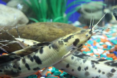 Clariidae - Clary catfish-fish in an aquarium clipart