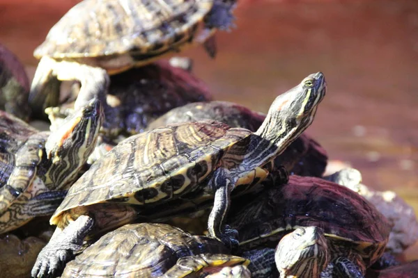 Pequeñas Tortugas Deleitan Las Rocas Del Acuario —  Fotos de Stock