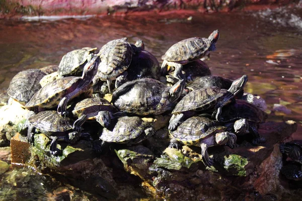 Tartarugas Pequenas Aquecem Nas Rochas Aquário — Fotografia de Stock