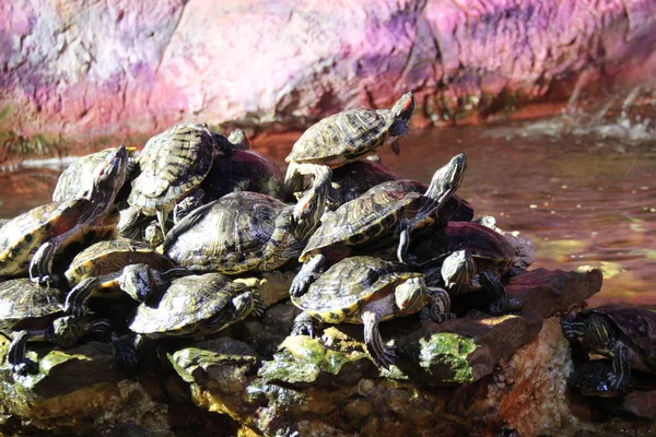 Tartarugas Pequenas Aquecem Nas Rochas Aquário — Fotografia de Stock