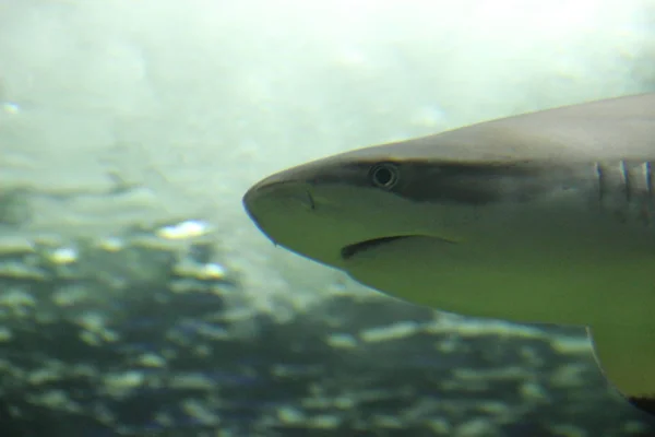 Shark Swimming Aquarium — Stock Photo, Image