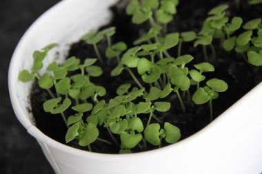 Beyaz tencerede yeşil ve mor fesleğen filizleniyor.