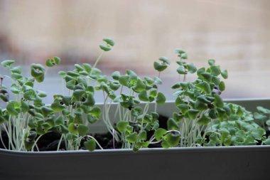 Beyaz tencerede yeşil ve mor fesleğen filizleniyor.