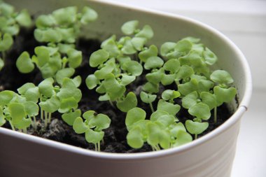 Beyaz tencerede yeşil ve mor fesleğen filizleniyor.