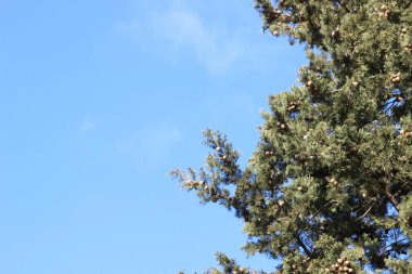 Cypress thuja, ya da 