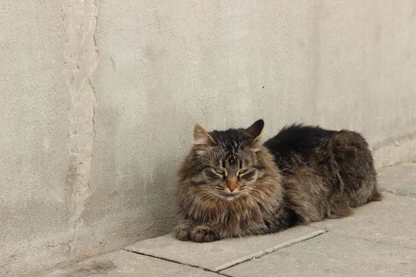 Rua Sem Teto Tartaruga Gorda Siberiana Gato Fofo Com Olhos — Fotografia de Stock