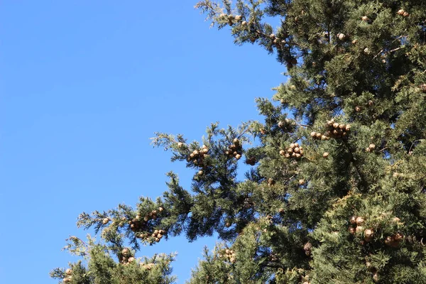 Cyprys Thuja Albo Tajny Cypress Iglaste Drzewo Thuja Kulistymi Jagodami — Zdjęcie stockowe