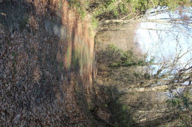 Sonbahar ormanında yosun ve yapraklarla kaplanmış bir patika.