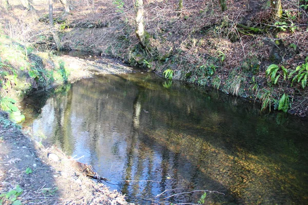 Piccolo Fiume Autunno Bosco Nudo Con Foglie Cadute — Foto Stock