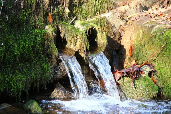 Spille Ricoperte Muschio Cui Sgorga Acqua Nella Foresta Autunnale — Foto Stock