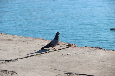 Gri güvercin deniz kenarında yürüyor.