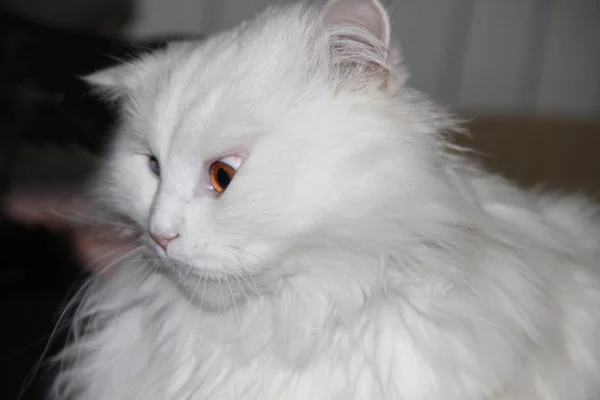 Funny Drunk Valerian White Long Haired Straight Eared Scottish Cat — 스톡 사진