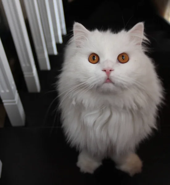 一只白色的苏格兰大猫 长头发 长在棕色的木楼梯上 — 图库照片