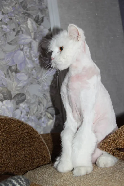 剃光了的白色长毛直耳朵苏格兰猫 — 图库照片