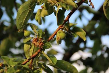 Bir elma ağacının dalında küçük yeşil meyveler belirdi.