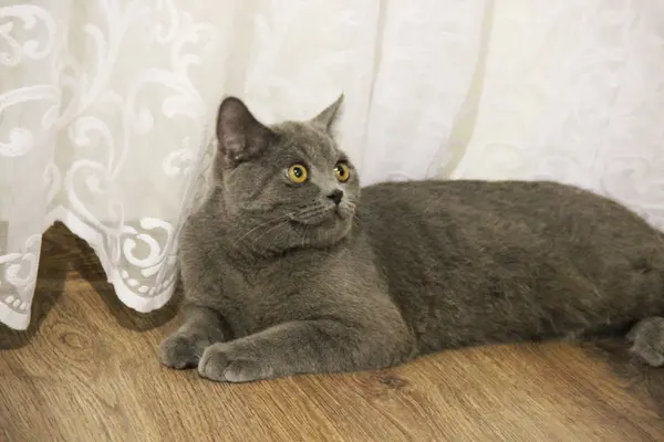 一只灰色直耳朵的英国猫躺在木地板上 向别处看去 — 图库照片