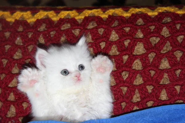 White Fluffy Scottish Kitten Blue Eyes Burgundy Knitted Blanket — 图库照片