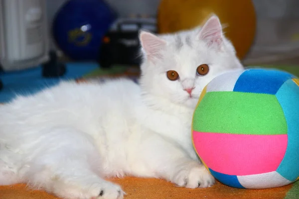 Bola Suave Multicolor Los Niños Detrás Cual Encuentra Gato Blanco — Foto de Stock