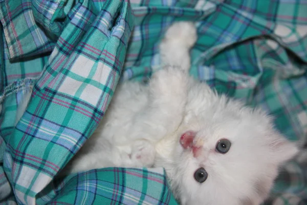 Turquoise Shirt White Fluffy Scottish Kitten Playing — 图库照片