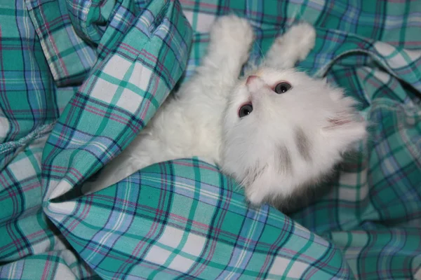 Una Camisa Turquesa Con Gatito Escocés Blanco Esponjoso Jugando Ella —  Fotos de Stock