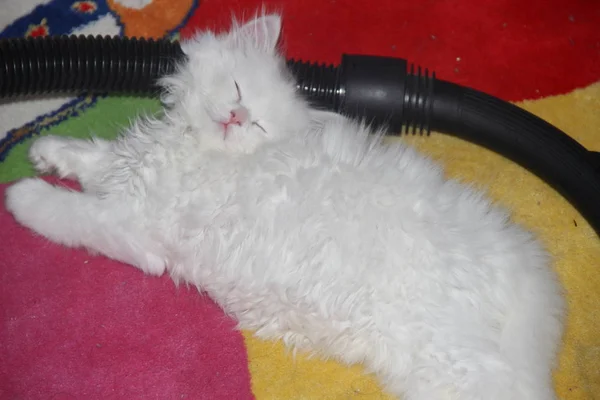 White Fluffy Scottish Straight Eared Kitten Lies Vacuum Cleaner Hose — Stock Photo, Image