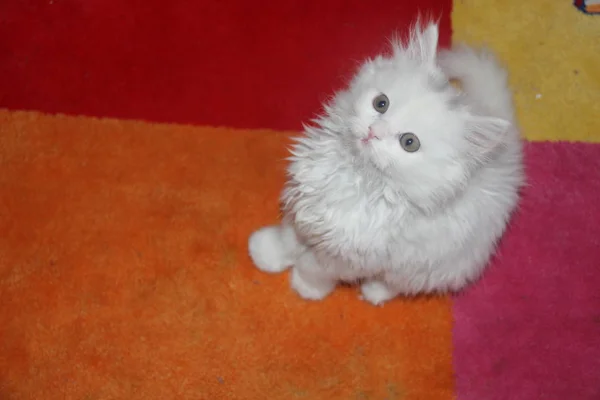 White Fluffy Scottish Straight Eared Kitten Bright Multicolored Children Carpet — Stockfoto