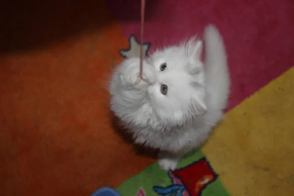 Blanco Esponjoso Escocés Orejas Rectas Gatito Una Brillante Alfombra Para —  Fotos de Stock