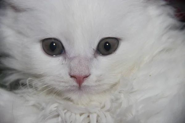 Muzzle Small Blue Eyed Fluffy White Kitten Scottish Breed Close — 图库照片