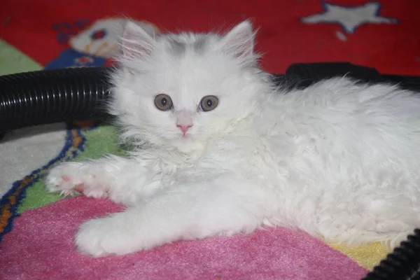 White Fluffy Scottish Straight Eared Kitten Lies Vacuum Cleaner Hose — 图库照片