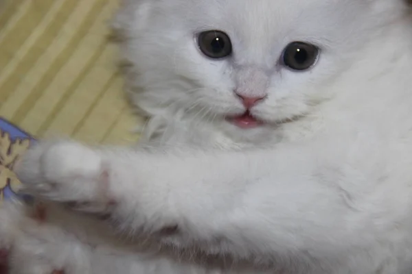 Bozal Pequeño Gatito Blanco Mullido Ojos Azules Raza Escocesa Cerca —  Fotos de Stock