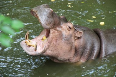 Hayvanat bahçesindeki bataklıkta su aygırı